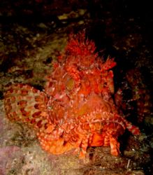 Big scorpionfish looking mean! Taken with sony DSC W12 in... by Steven Withofs 